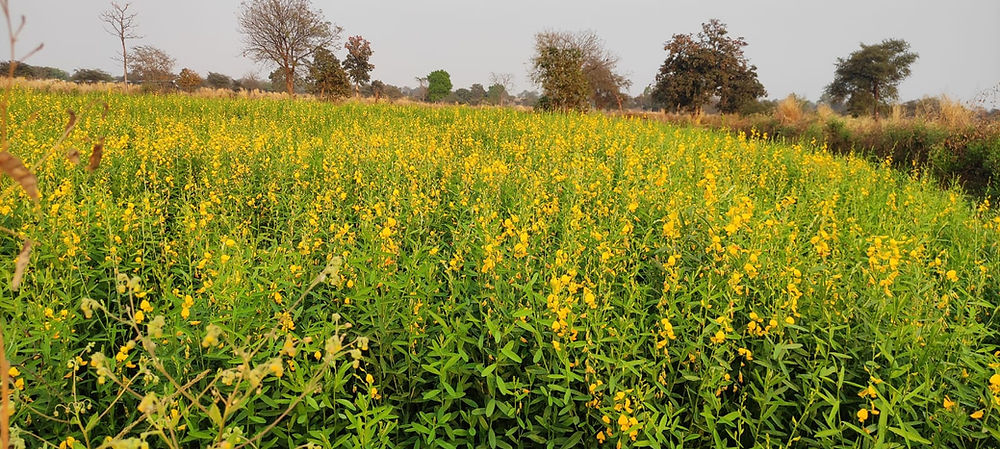 Field of green plants with yellow flowers