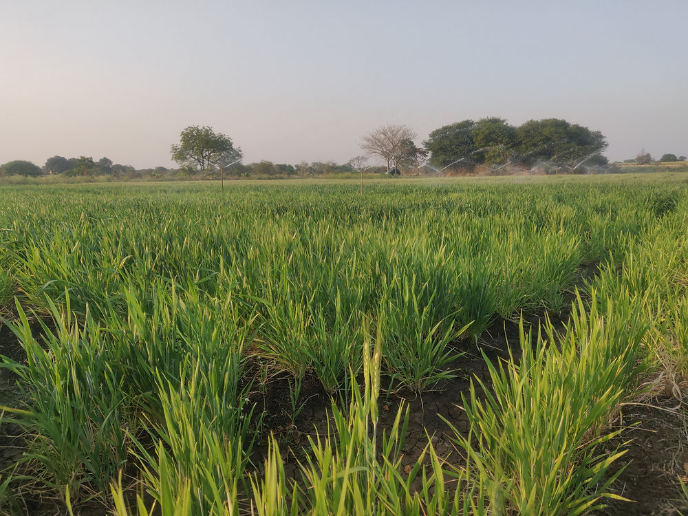 Green Khapli wheat field