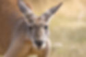 Kangaroo
