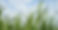 Cane Pic Crop.JPG