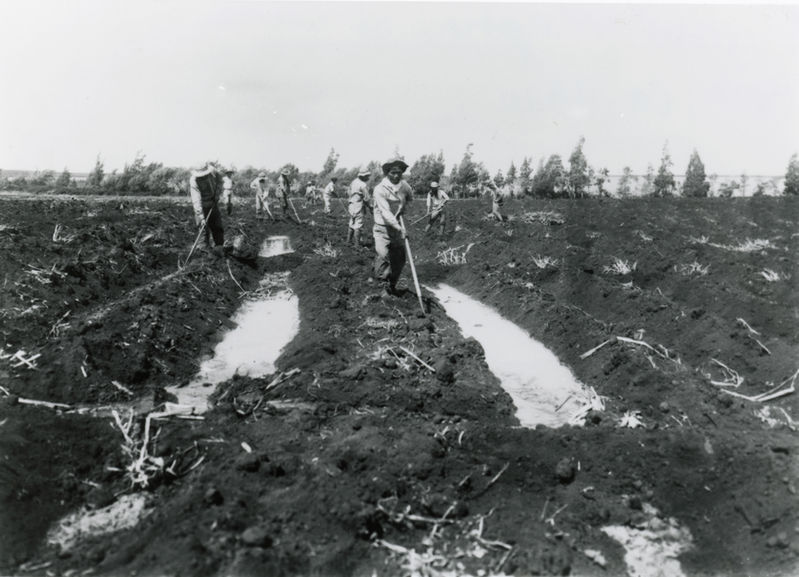 Furrow irrigation 1920s-Iwanaga copy.jpg