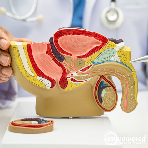 Male Pelvic Pain Explained