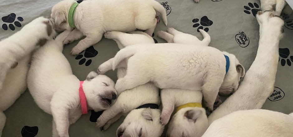 Puppy pile.jpg