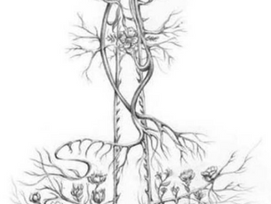 Our Multiple Wandering Vagus Nerves (and why that matters)