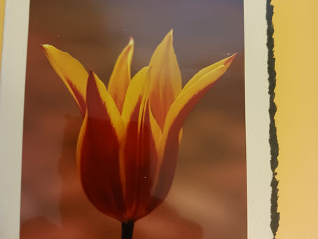 Lily