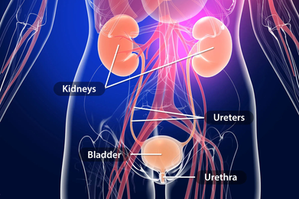 Why Do Women Get Recurrent Urinary Tract Infections? Understanding Causes, Prevention, and Treatment