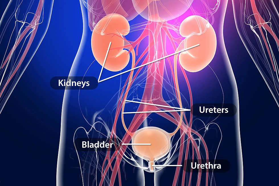 Why Do Women Get Recurrent Urinary Tract Infections? Understanding Causes, Prevention, and Treatment