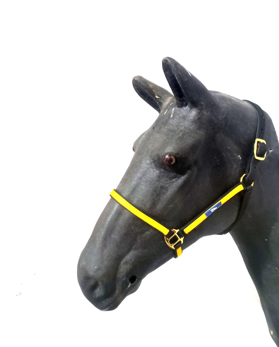 Thumbnail: Black Friday Deal - Elite Head Collar