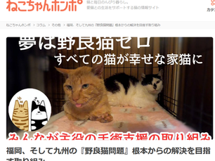 「夢幸サポートプログラム」の記事がねこちゃんホンポ様に掲載されました!