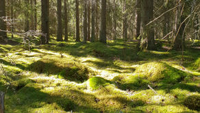 Skogens läkande inverkan