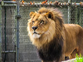 Historia de Leono, el león que reside en el Zoológico La Aurora
