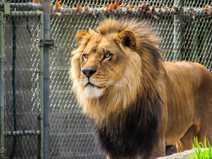 Historia de Leono, el león que reside en el Zoológico La Aurora