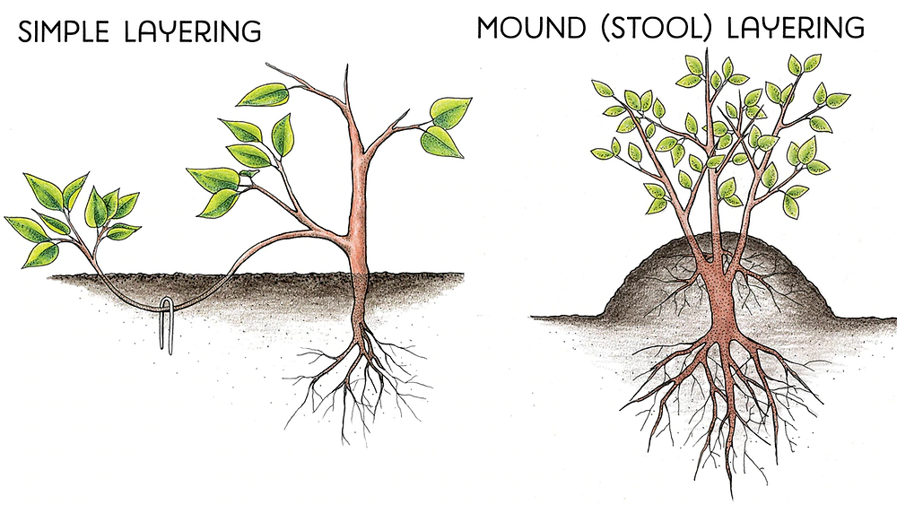 Planting Methods Layering Describe the layering method for the artificial propagation of plants ...