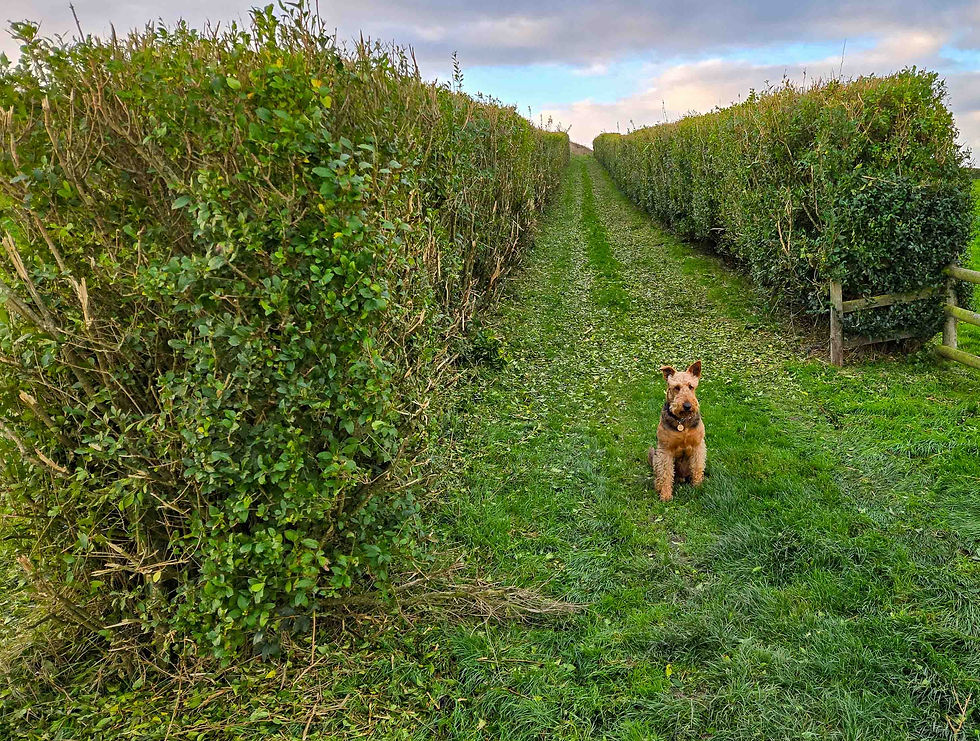 Hedges have all been given a good cut back.