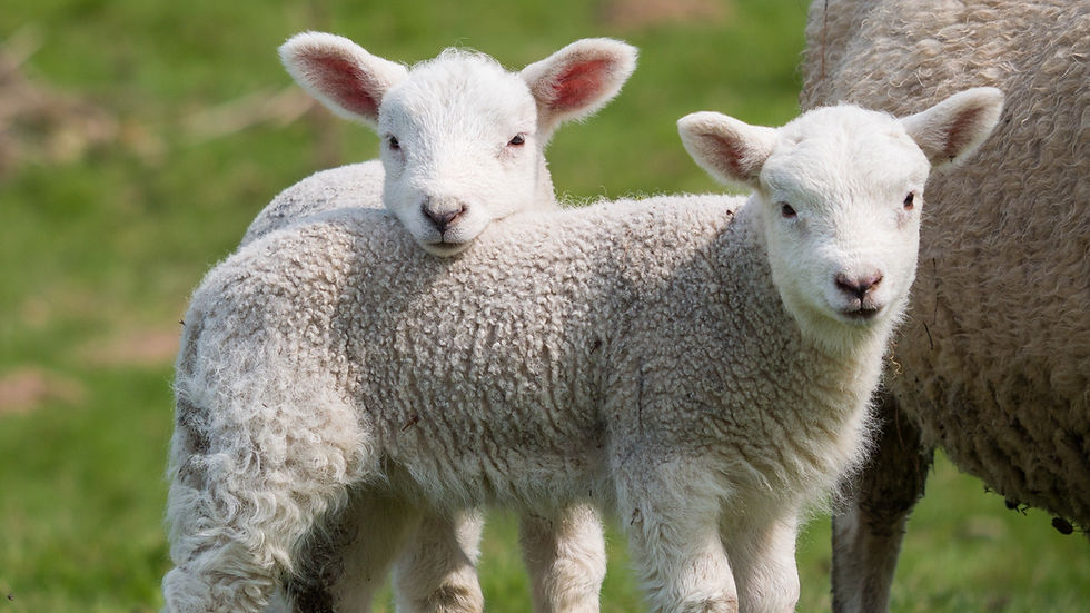 EVOLUTION OF THE LAMB
