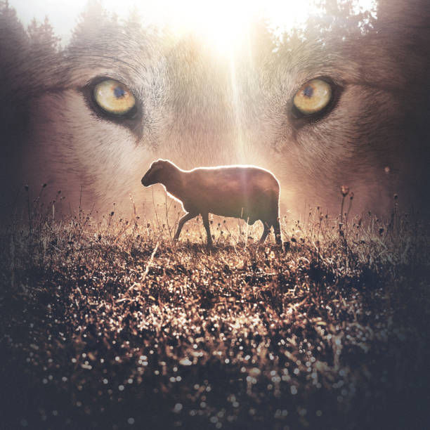 WOLVES PREYING ON SHEEP