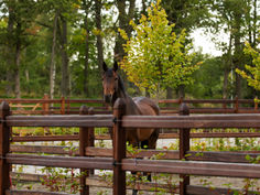 SWEDEN | PRIVATE SHOWJUMPING YARD| PREMIUM