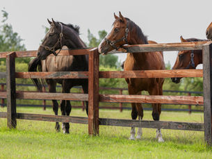 Preparing Your Horse Paddock For Wet Weather