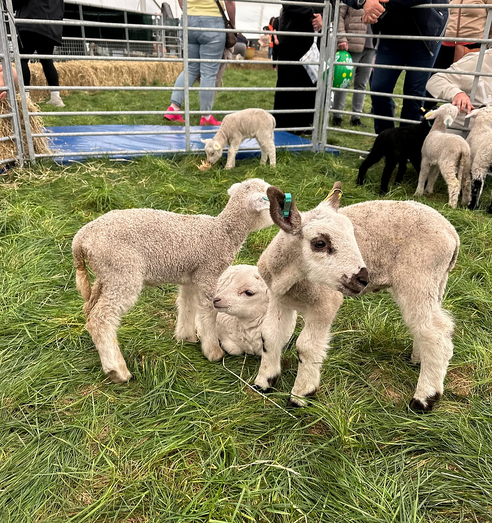Grou p of lambs on grass