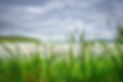 Shoreline buffer Lime Lake