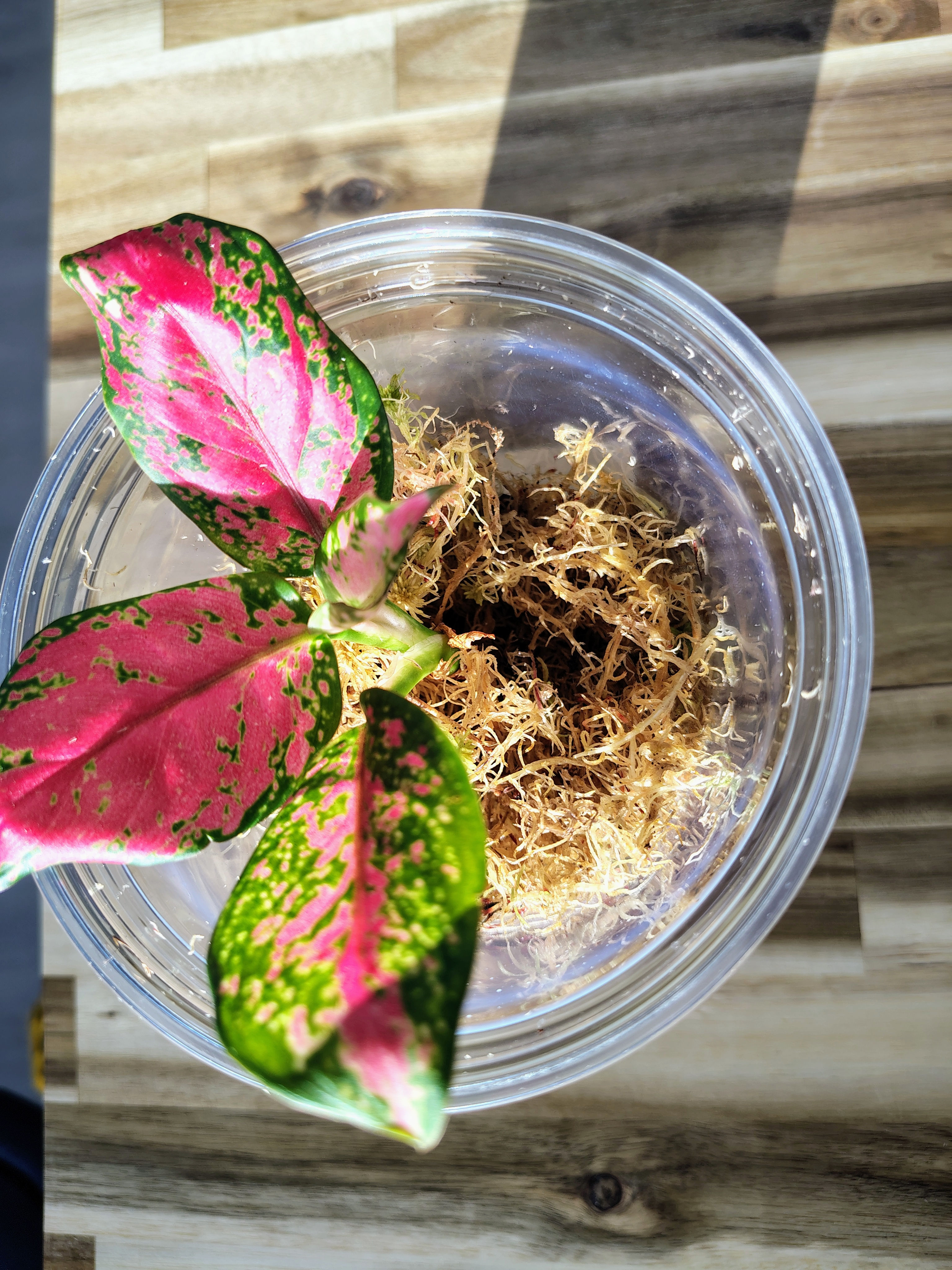 Aglaonema anjumani red