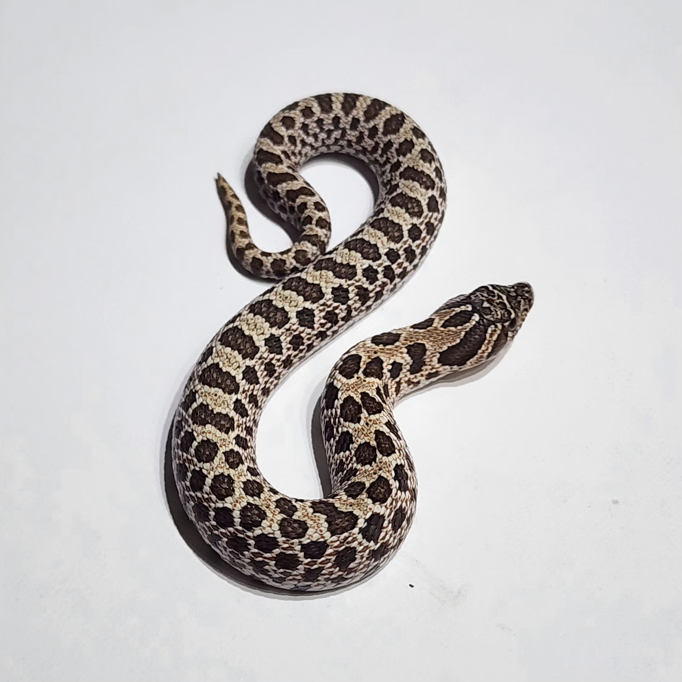 Hognose Arctic Low Conda het Albino