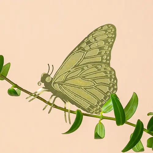 Compagnon pour plante Papillon