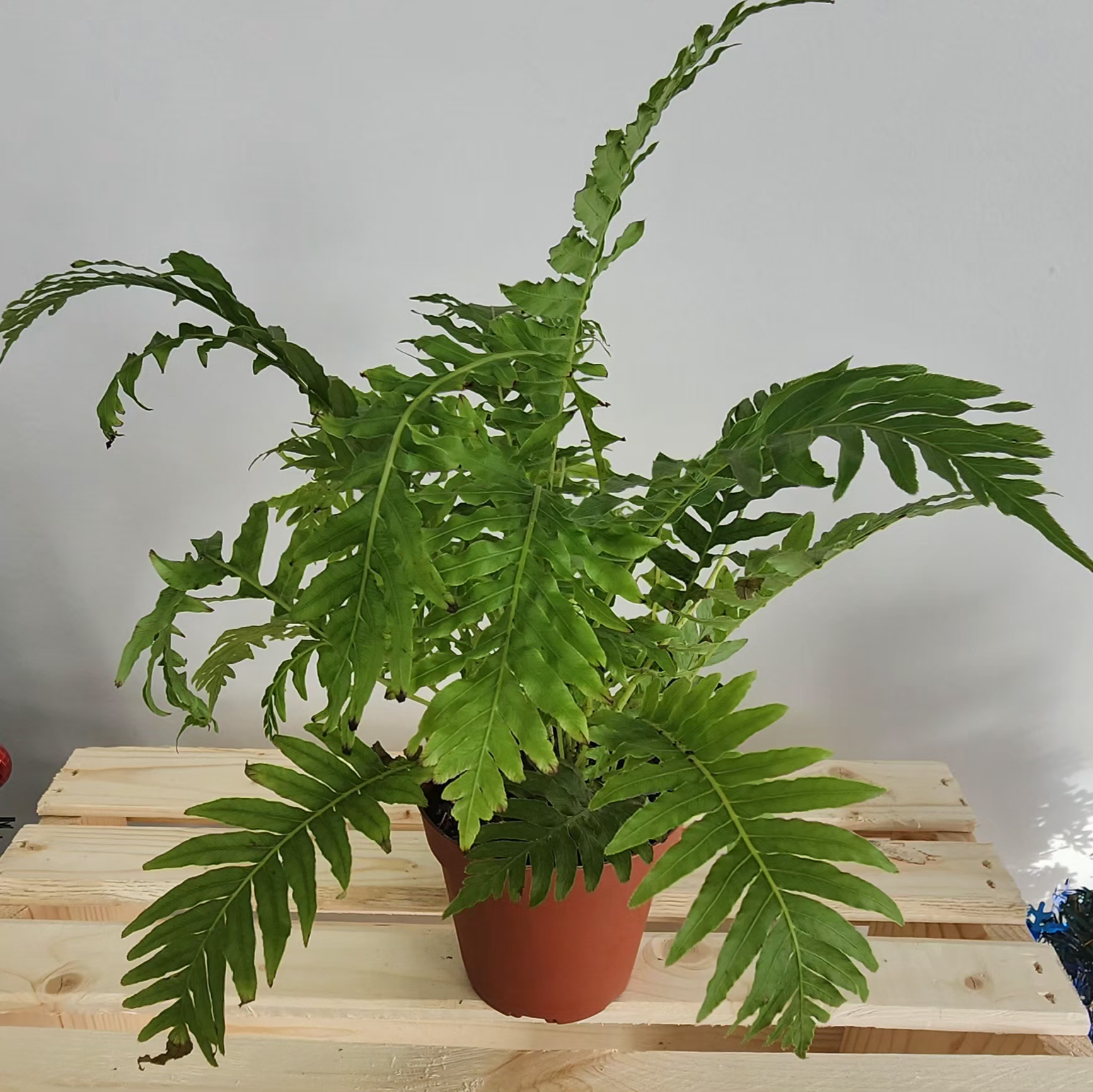 Blechnum silver lady