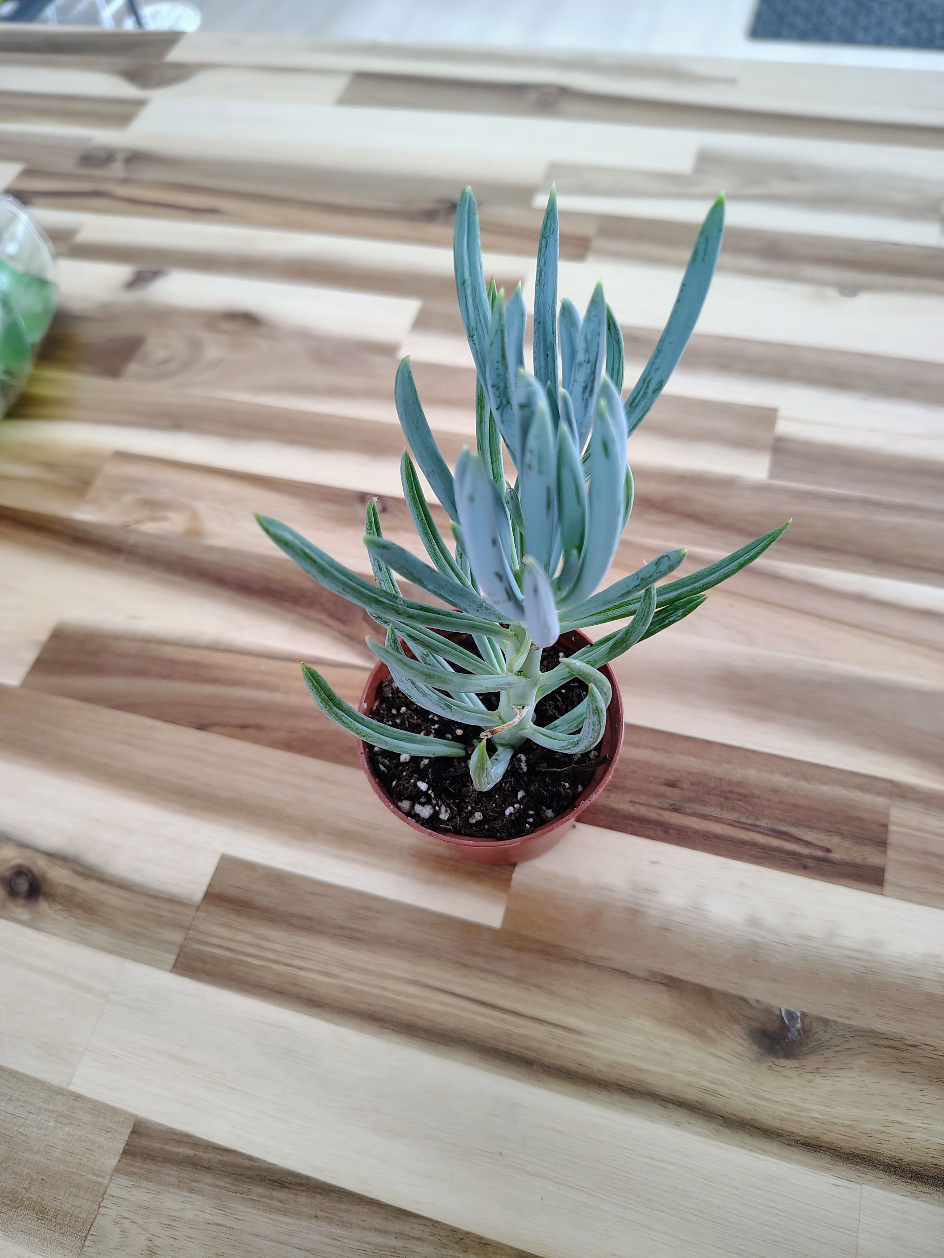 Senecio serpens