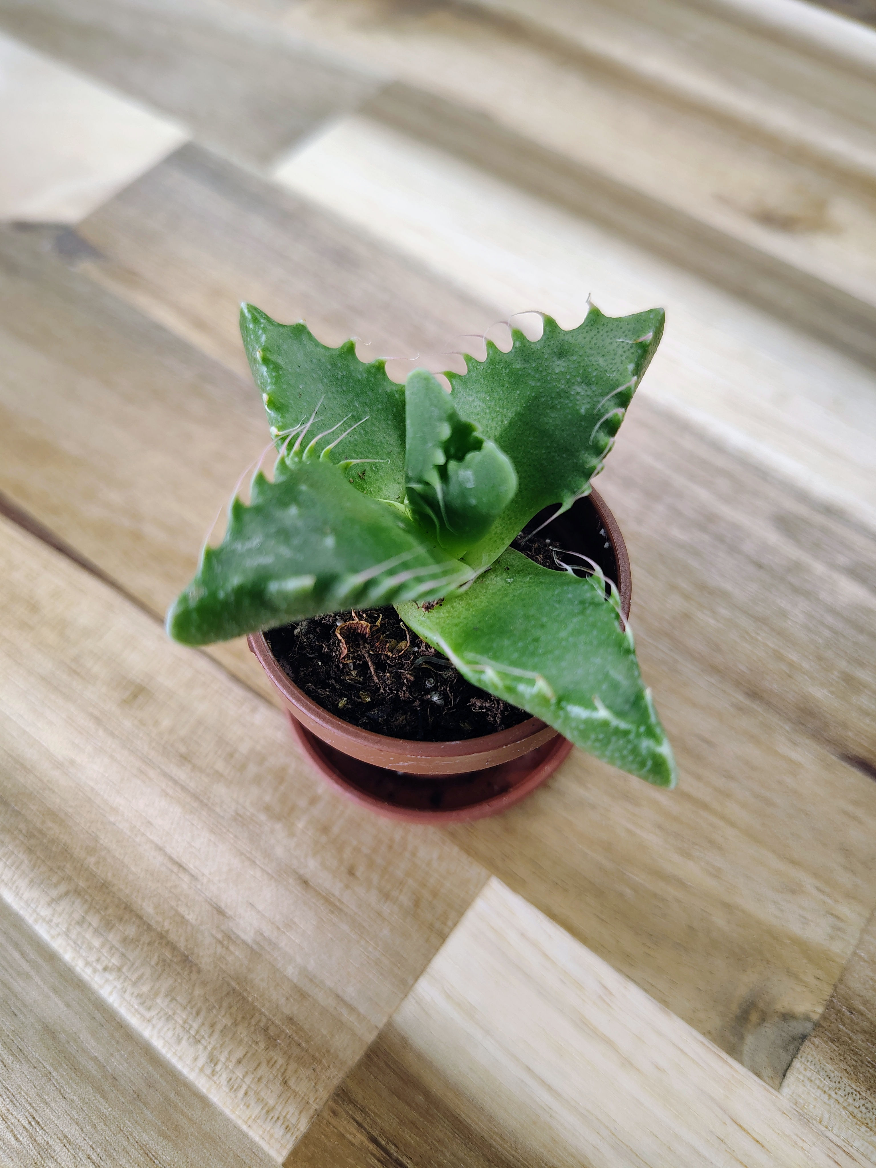 Faucaria Tigrina