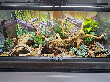 terrarium.jpg