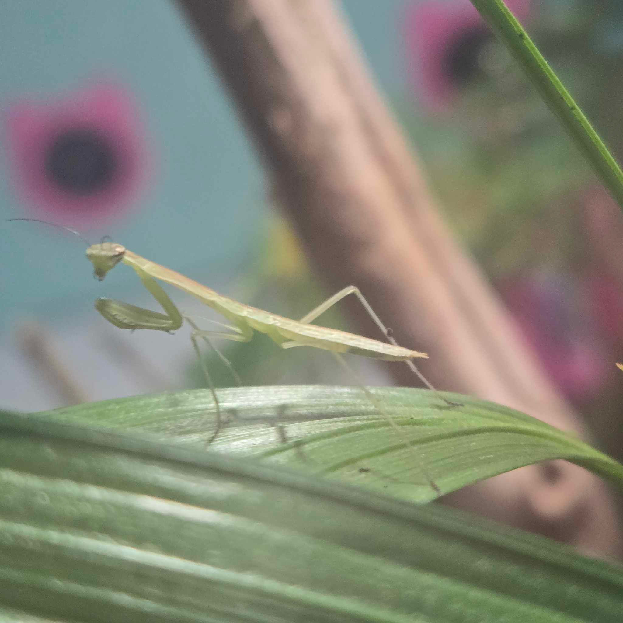 Mante religieuse chinoise