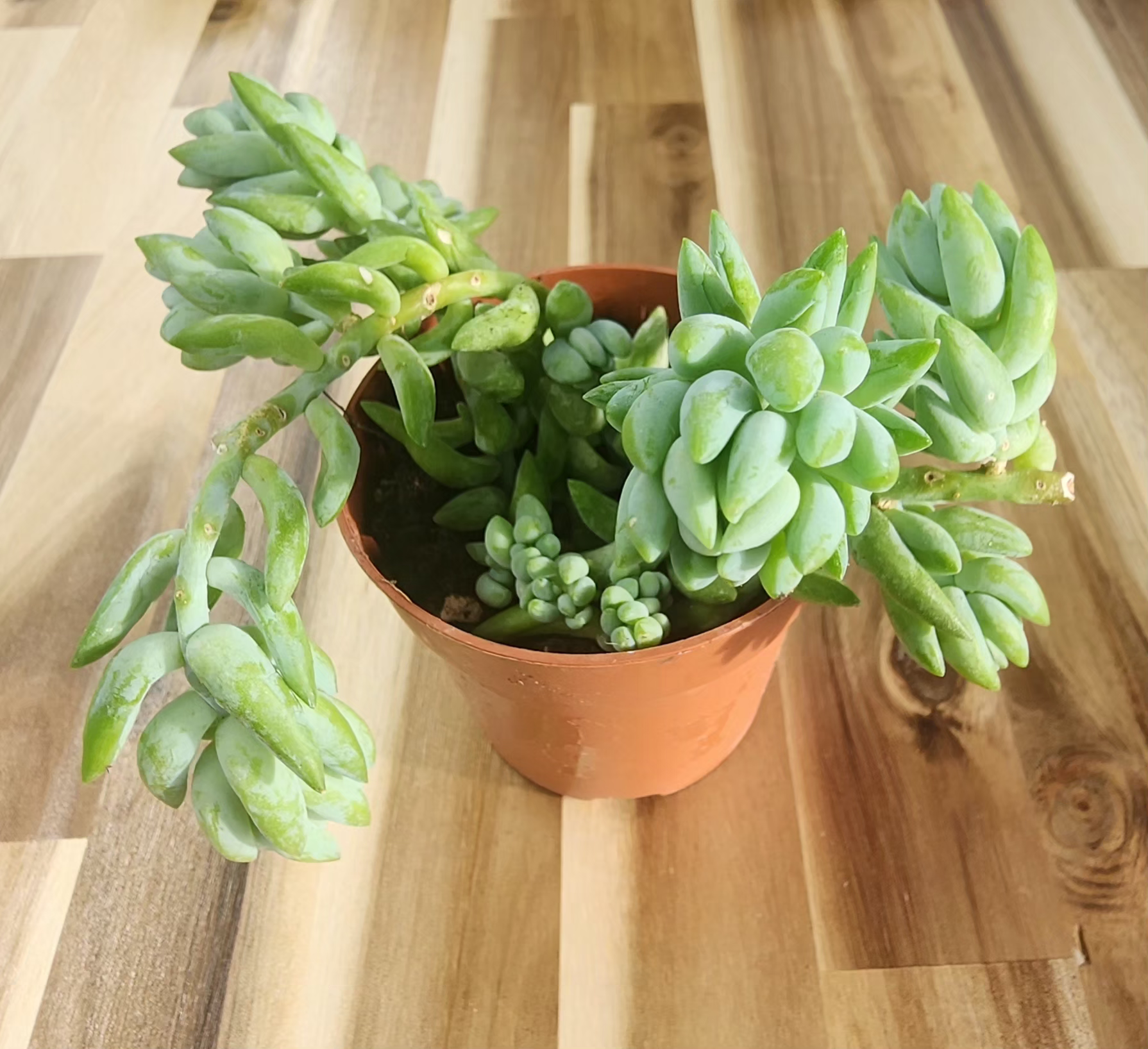 Sedum burrows tail