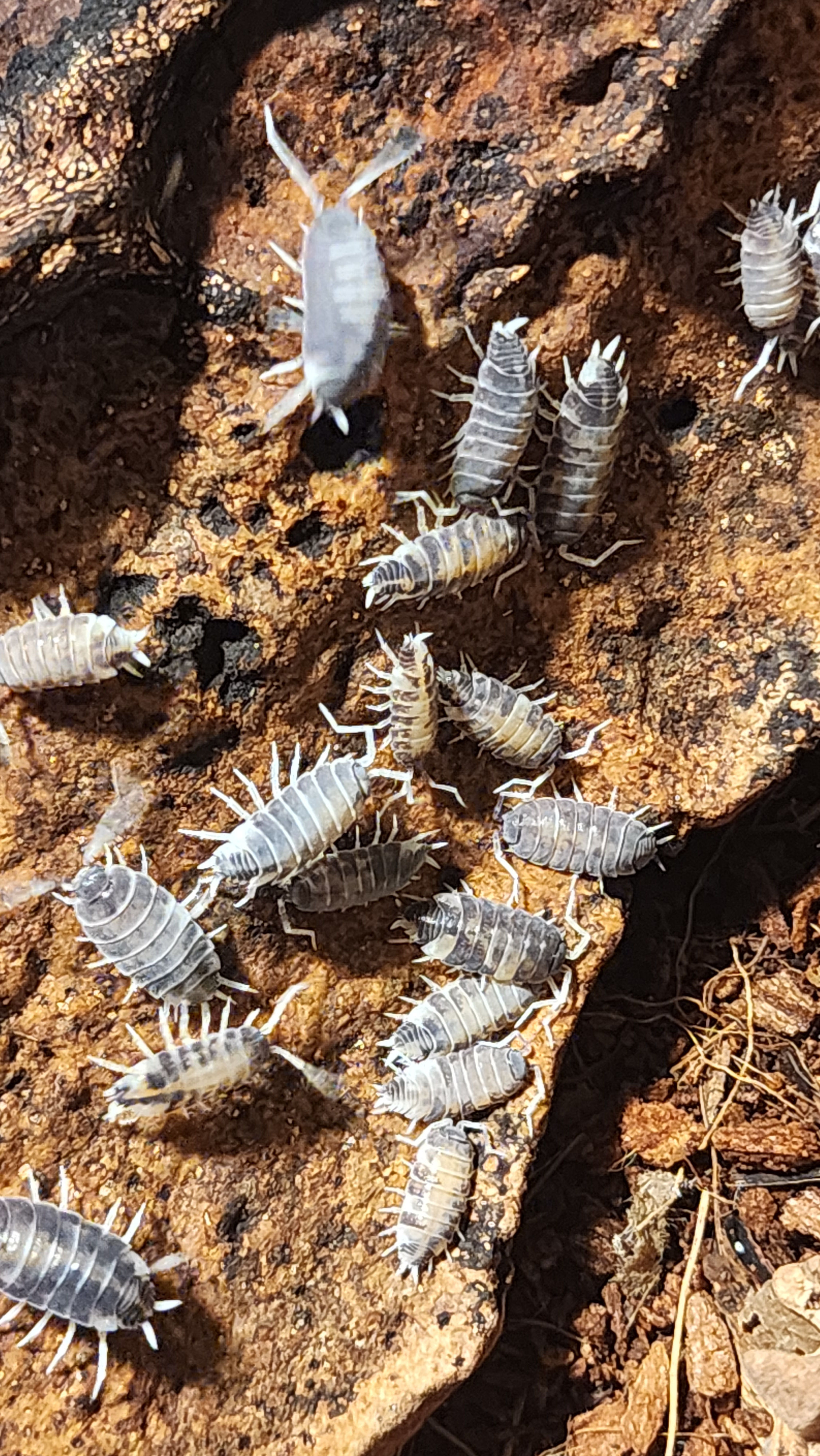 Porcellionides pruinosus oreo