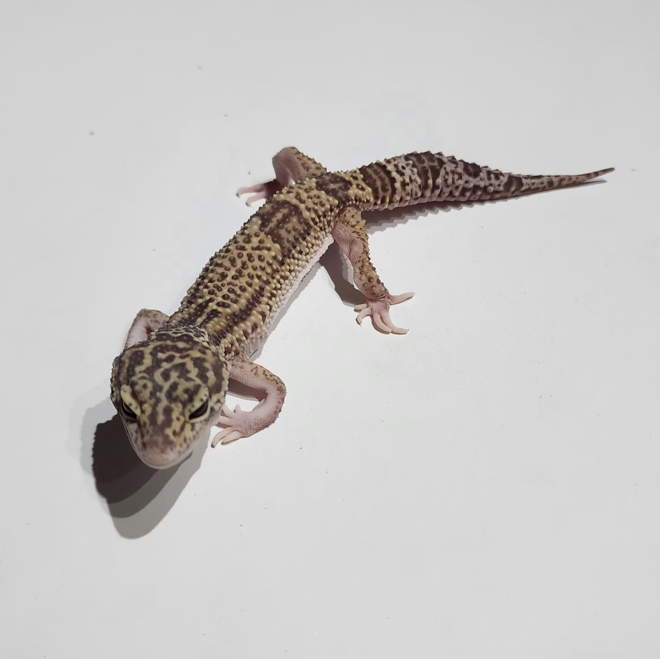 Gecko léopard Hudon