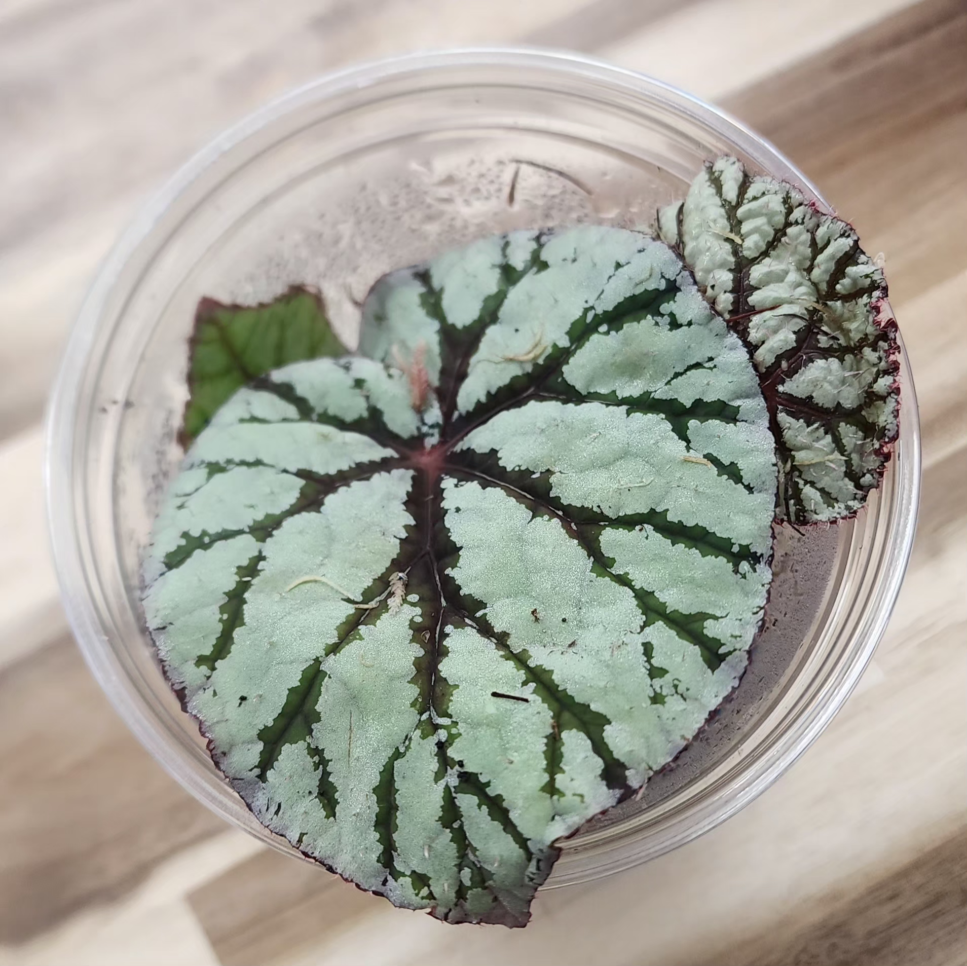 Begonia Rex Flamenco