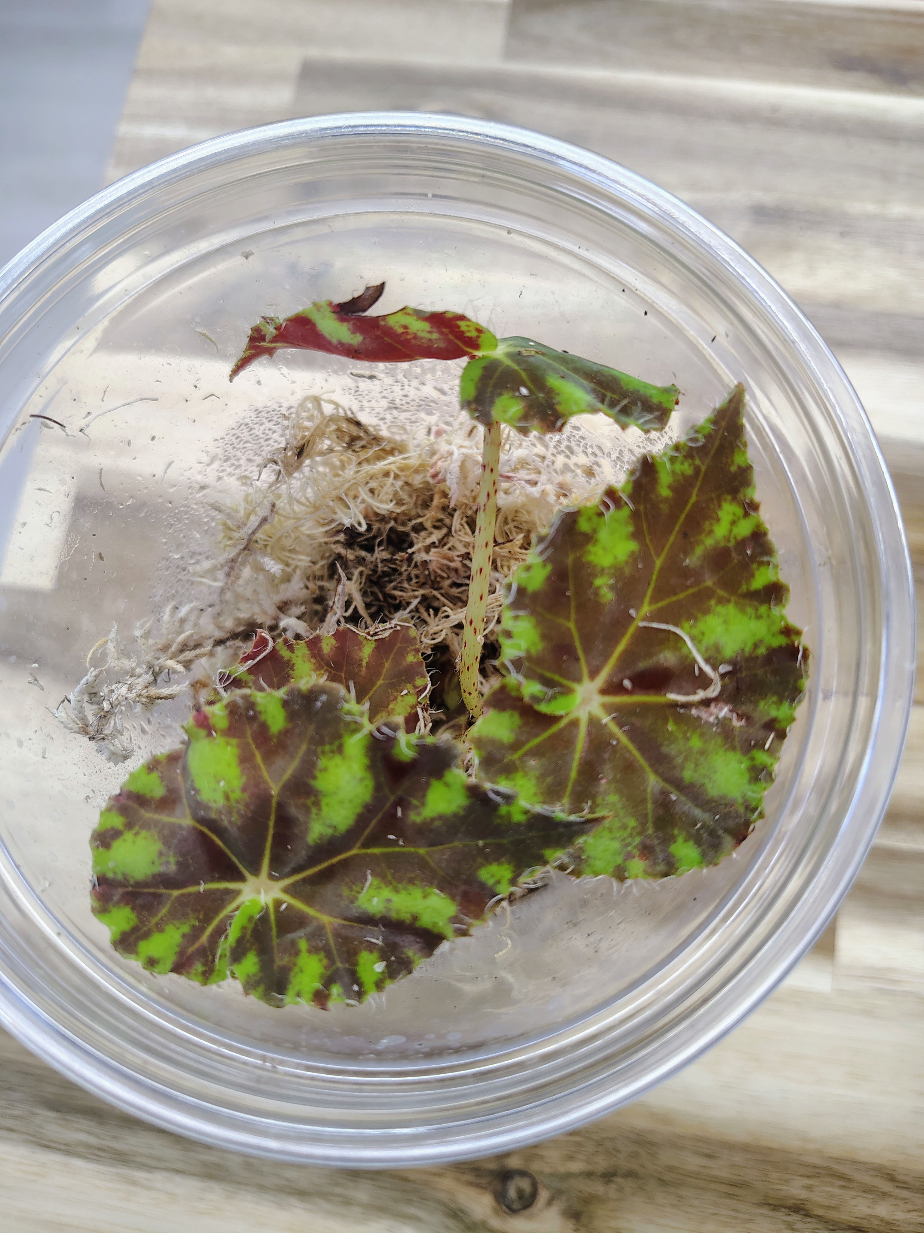 Begonia Rex Red