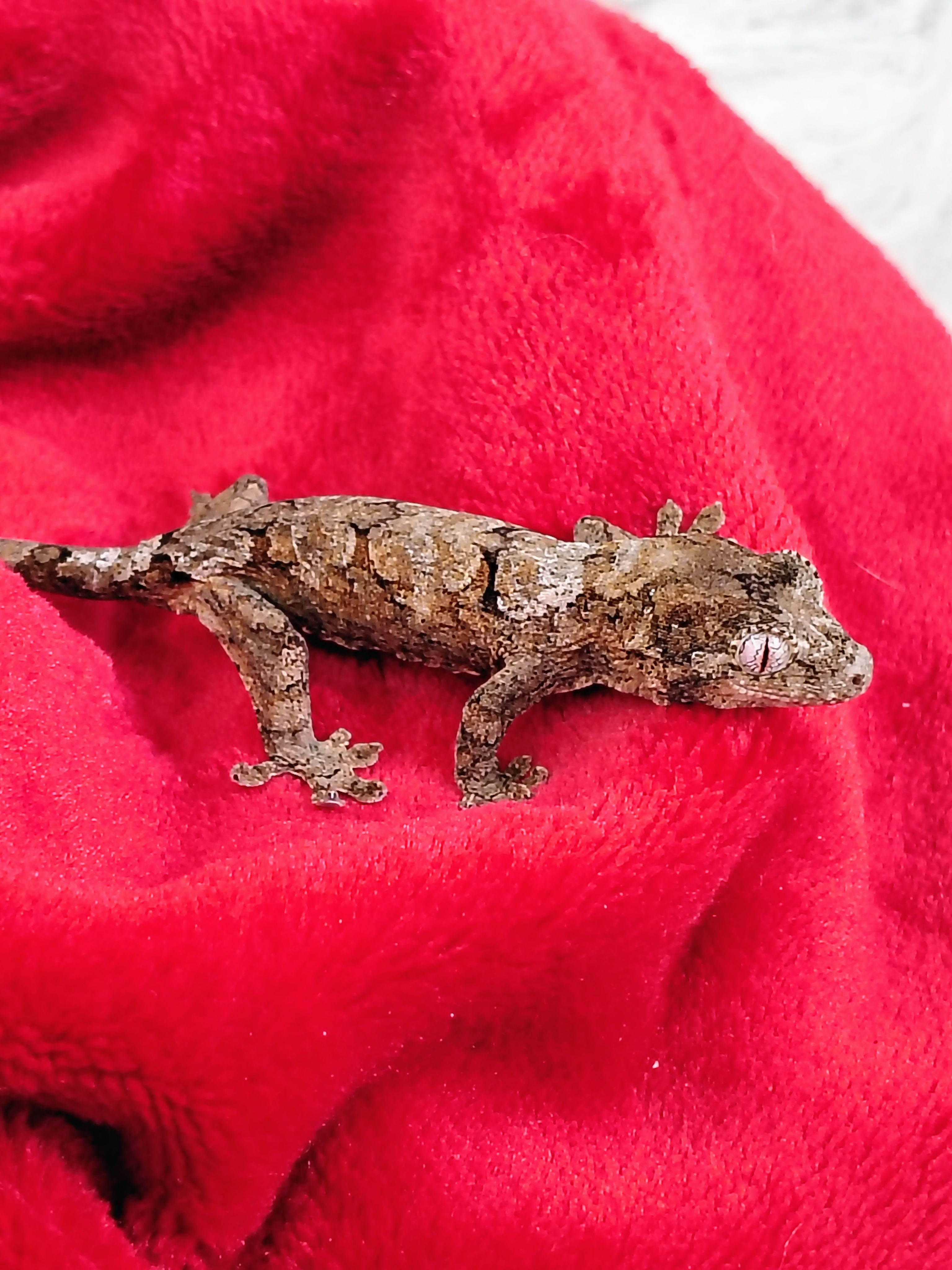 Chahoua Pine island white lichen