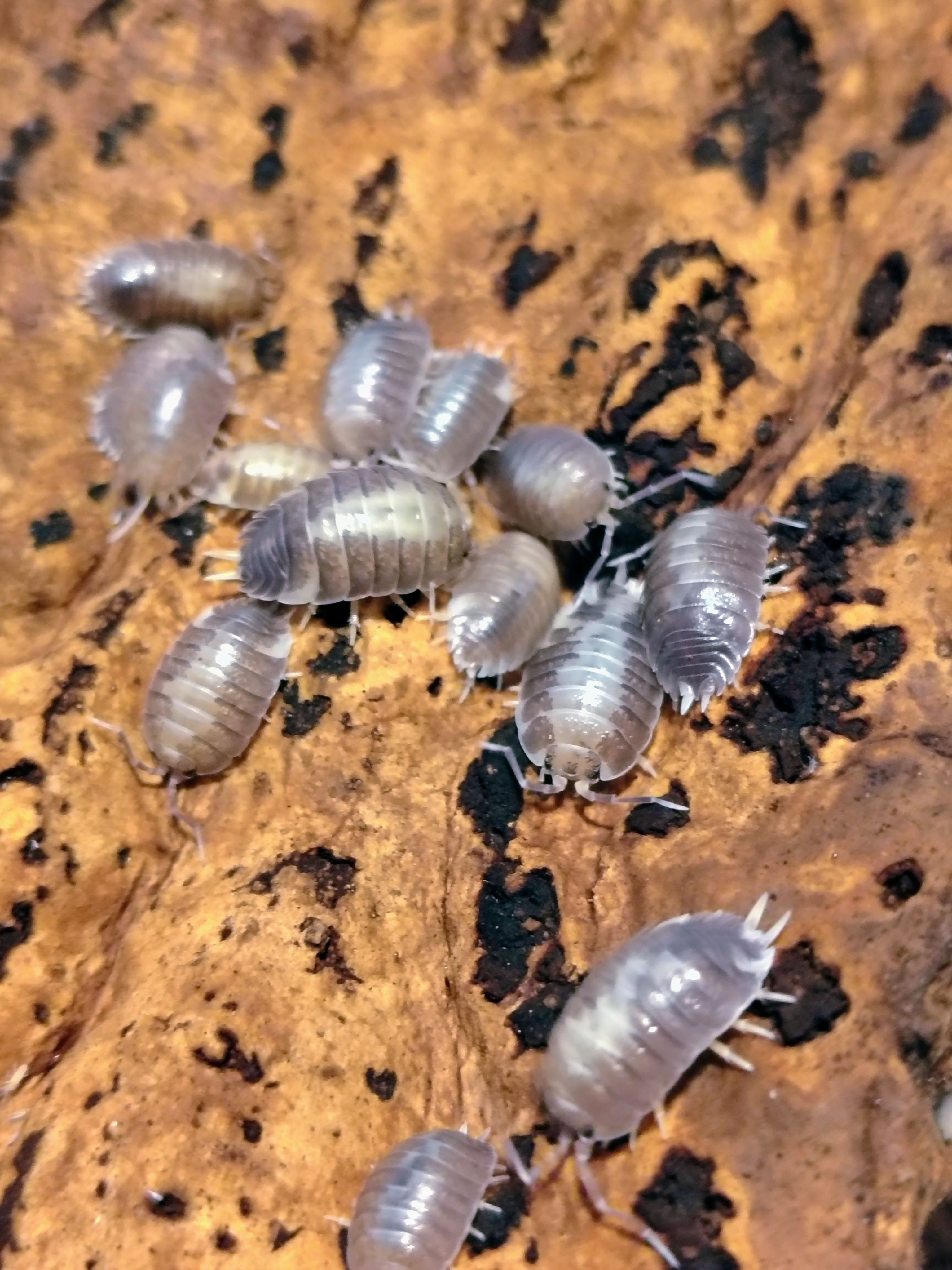 Porcellio laevis milkback
