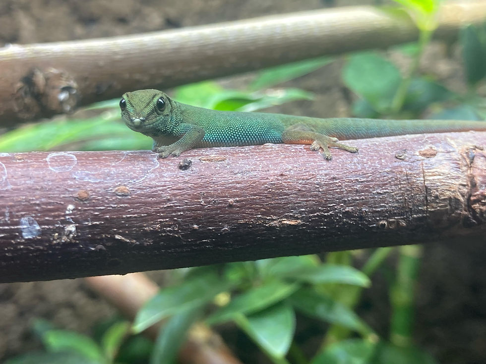 Lygodactylus williamsi