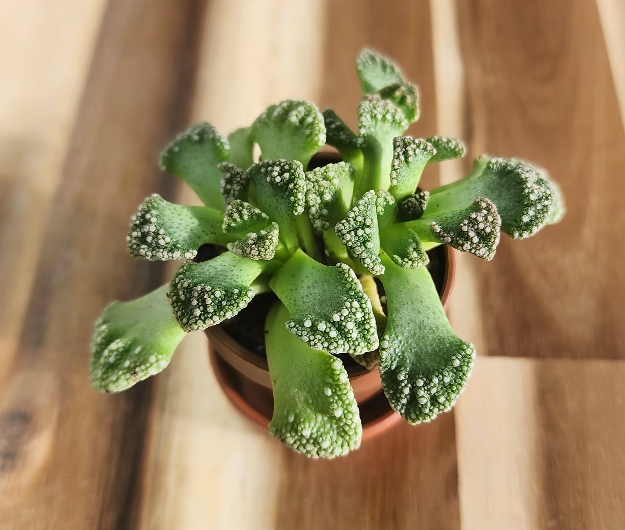 Titanopsis calcarea