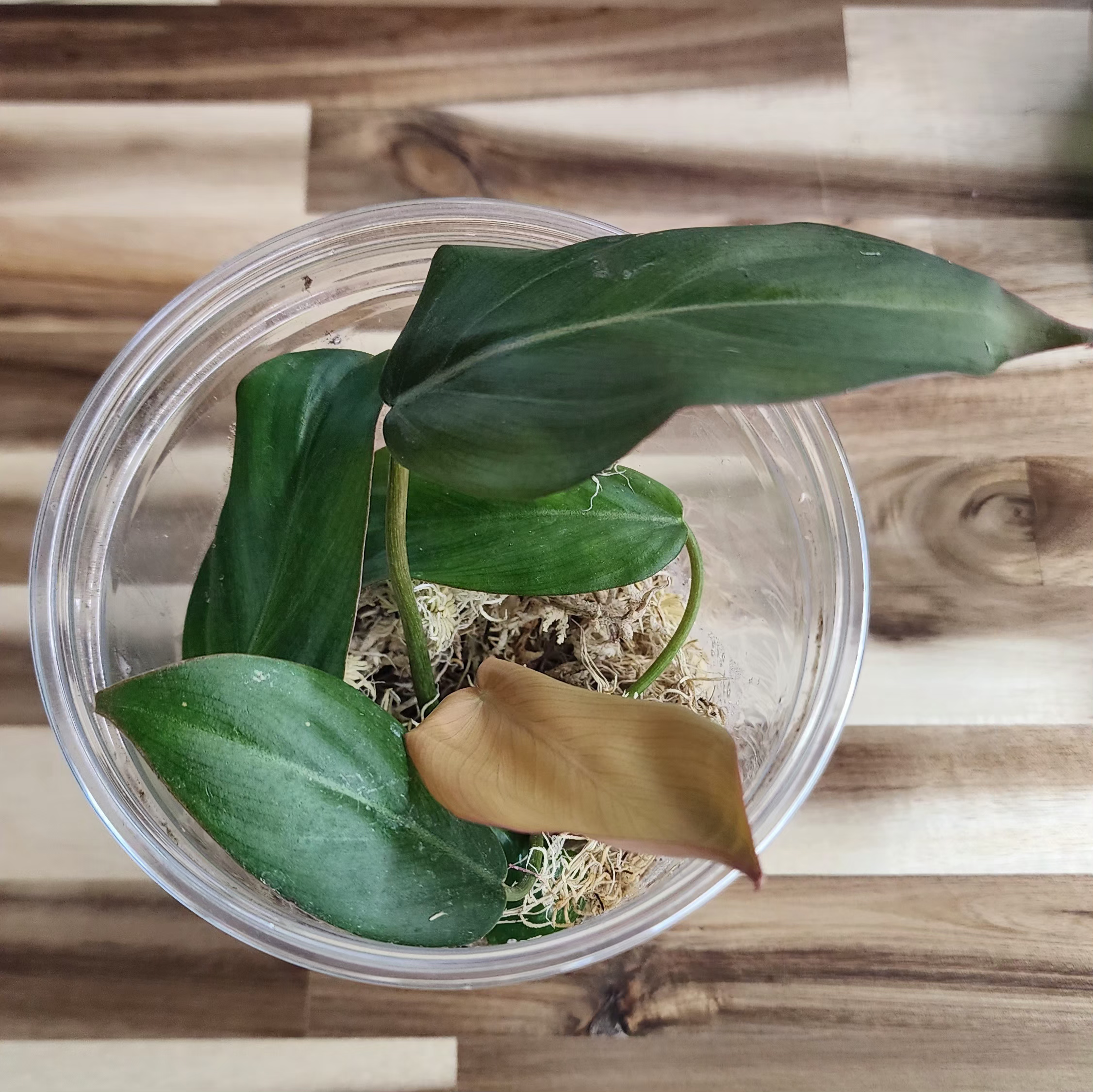 Philodendron Summer Glory