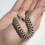 Miniature : Hognose Arctic Low Conda red het Albino