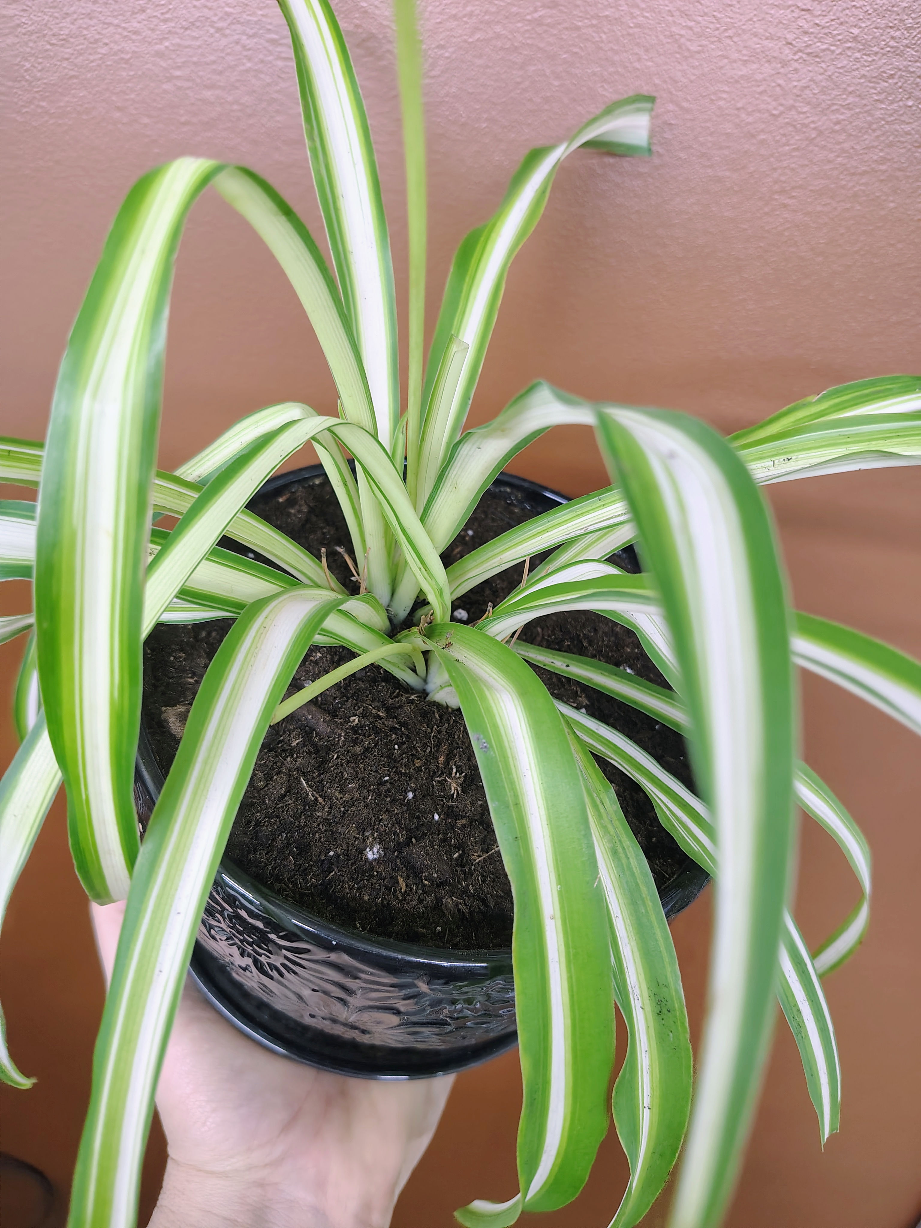Chlorophytum