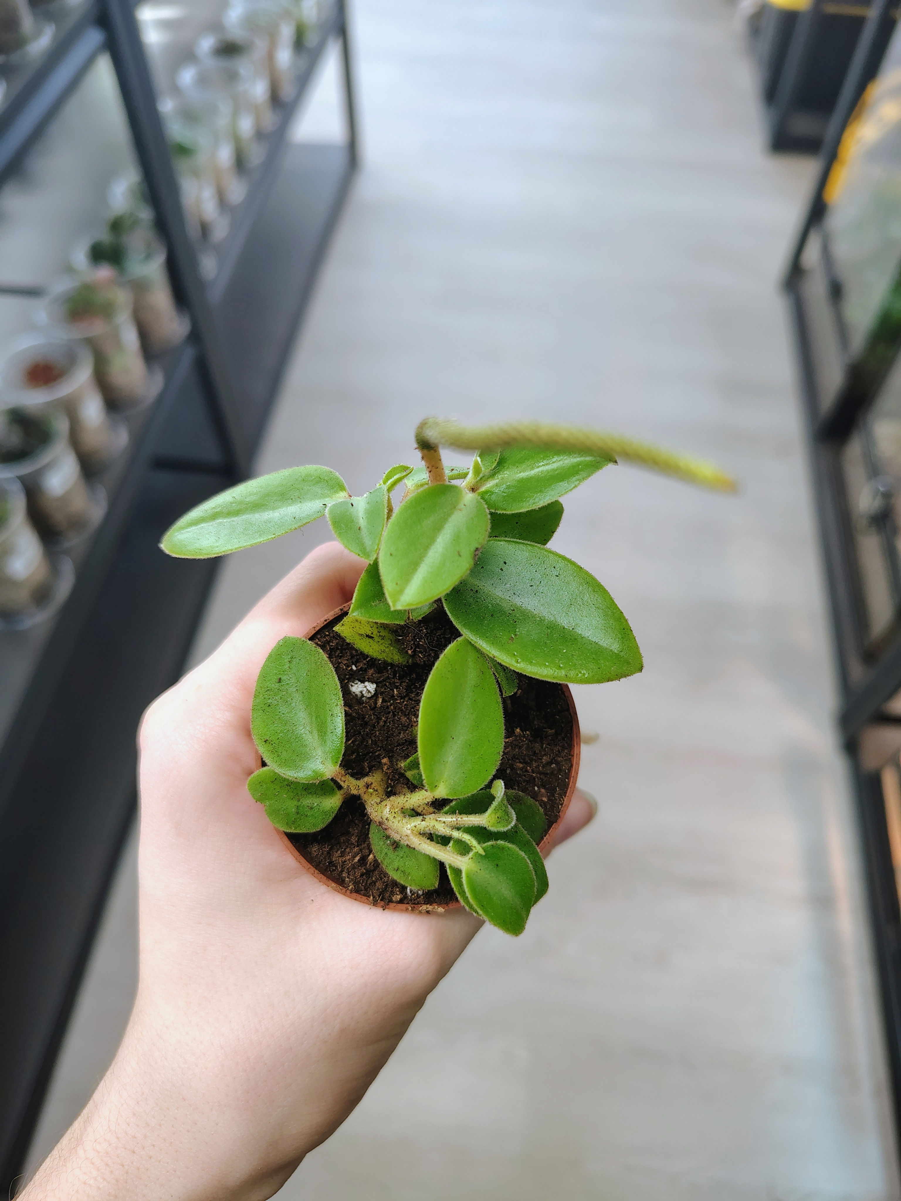 Peperomia amigo