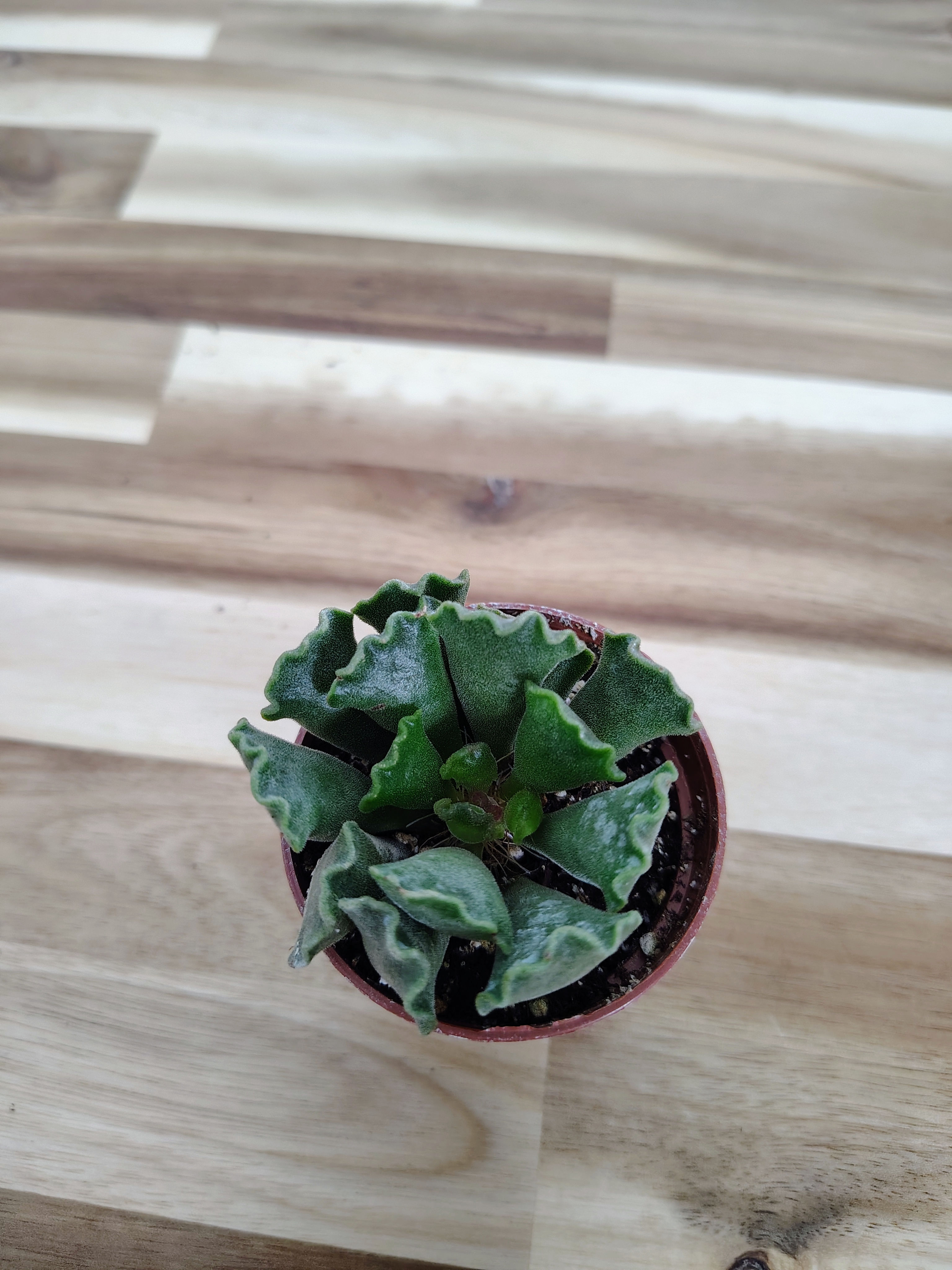 Adromischus cristatus