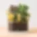 Mushroom Plant Companion
