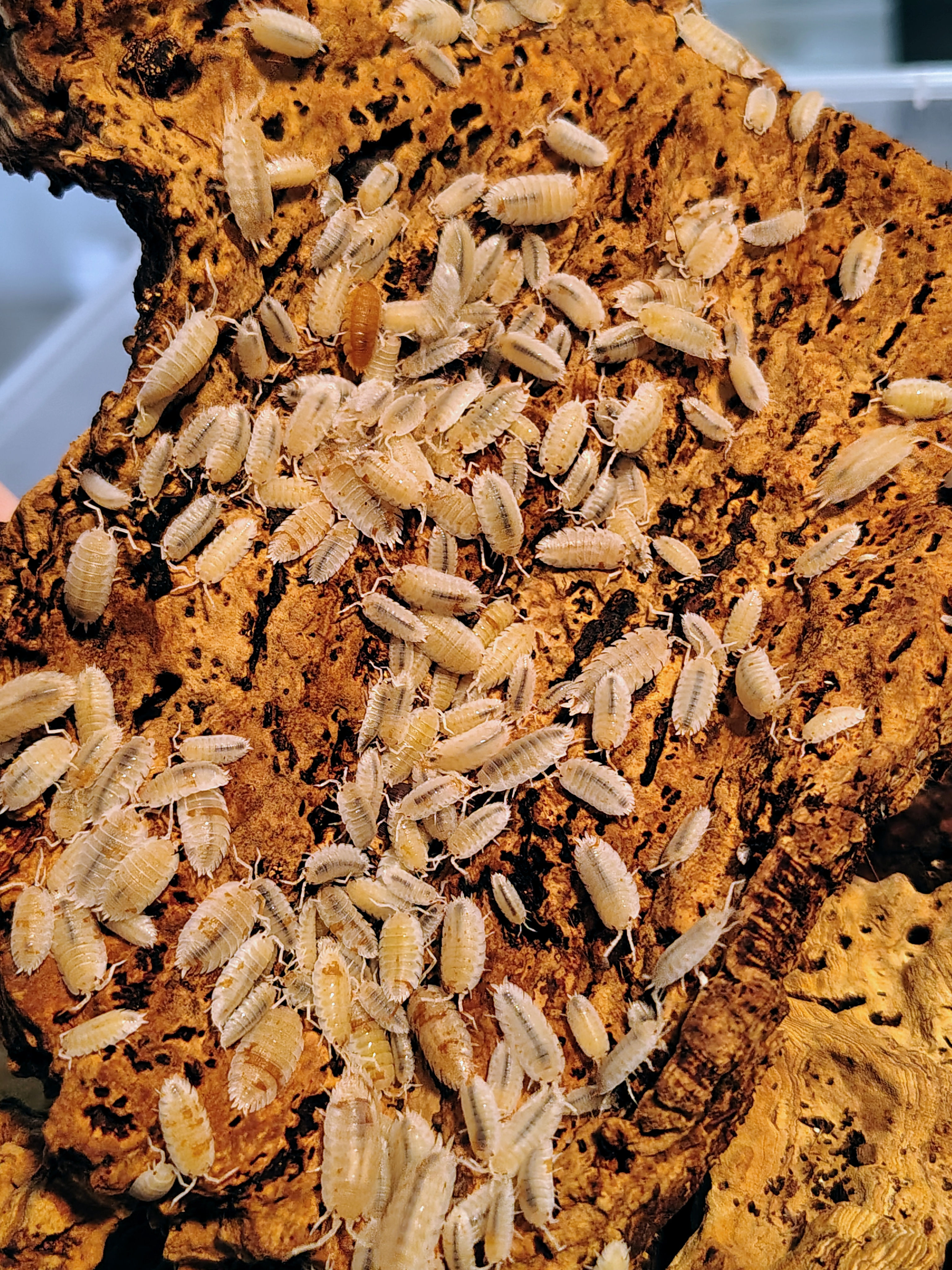 Porcellio scaber dalmatien orange