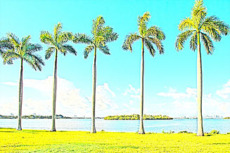 Palm-Trees.jpeg