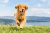 Pet in Action Photography That Feels Alive